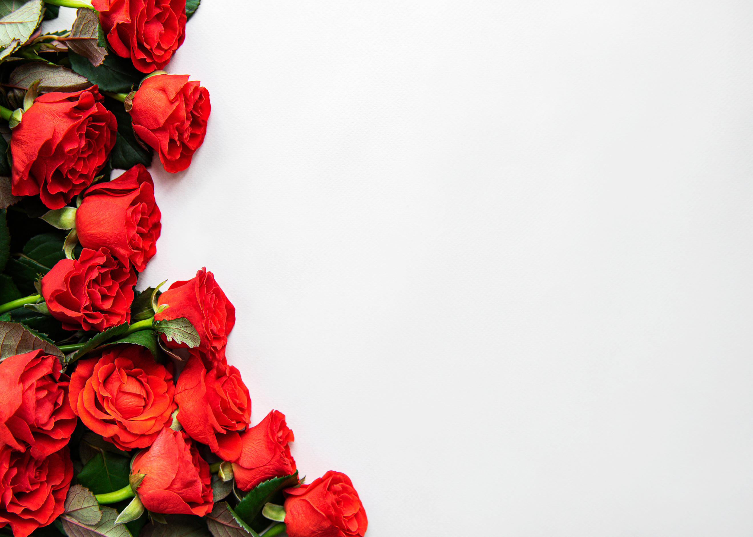 Red Roses Border on White Background